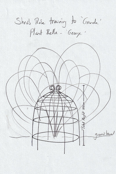 Obelisks and grow-through plant supports. Also great for training roses. RHS Cheslea award finalists
