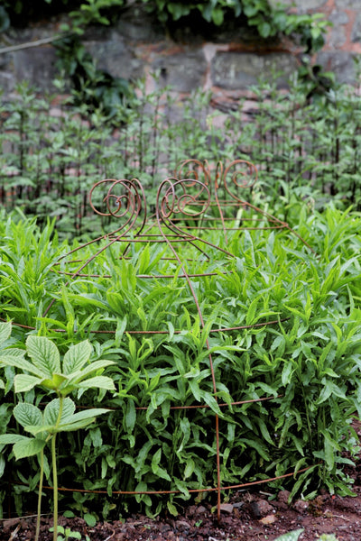 Grow through plant supports, rusty wire frames - George Belle - Great for floppy herbaceous perennials, seen here at Knightshayes Court