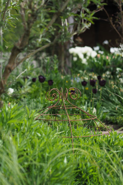 Grow through plant supports, rusty wire frames - George Belle - Great for floppy herbaceous perennials, seen here at RHS Rosemoor