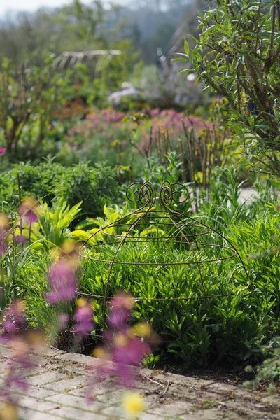 Grow through plant supports, rusty wire frames - George Belle - Great for floppy herbaceous perennials, seen here at RHS Rosemoor