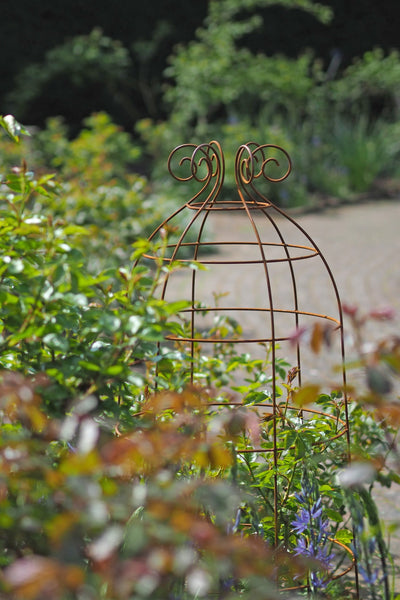 Obelisks and grow-through plant supports. Also great for training roses. at RHS Rosemoor & Wisley