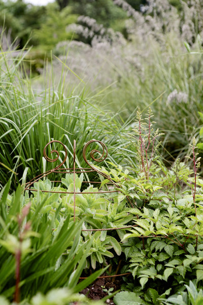 Grow through plant supports, rusty wire frames - Gertrude Belle - Great for floppy herbaceous perennials, seen here at Knightshayes Court