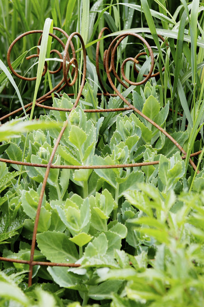 Grow through plant supports, rusty wire frames - Gertrude Belle - Great for floppy perennials Sedums, Peonies, Oriental Poppies, Geraniums