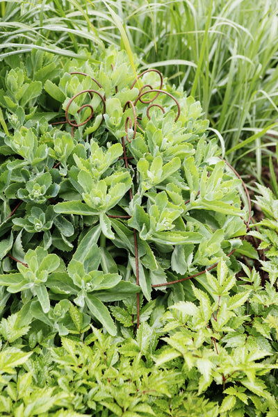 Grow through plant supports, rusty wire frames - Gertrude Belle - Great for floppy perennials Sedums, Peonies, Oriental Poppies, Geraniums
