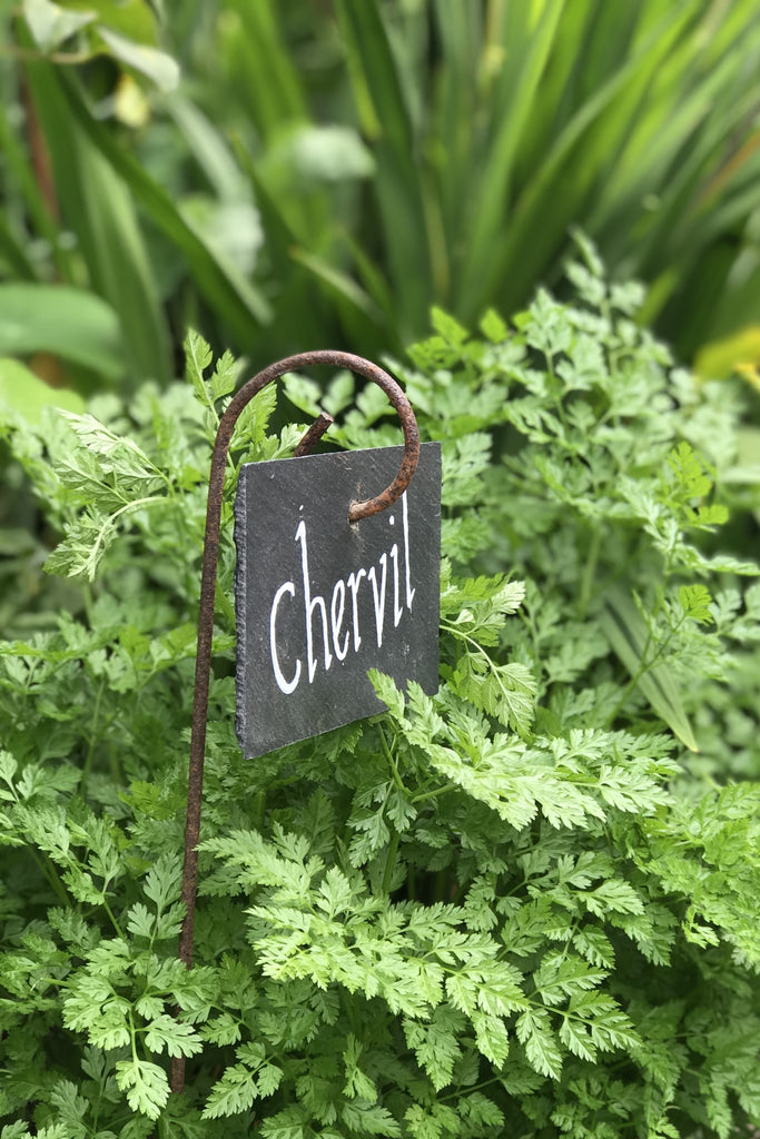 hanging plant labels Slate Plant Labels