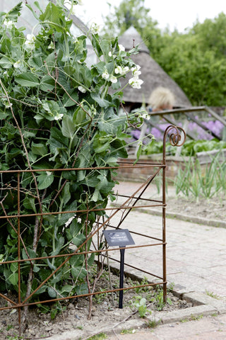 Rustic metal plant supports for elegant gardening – Plant Belles