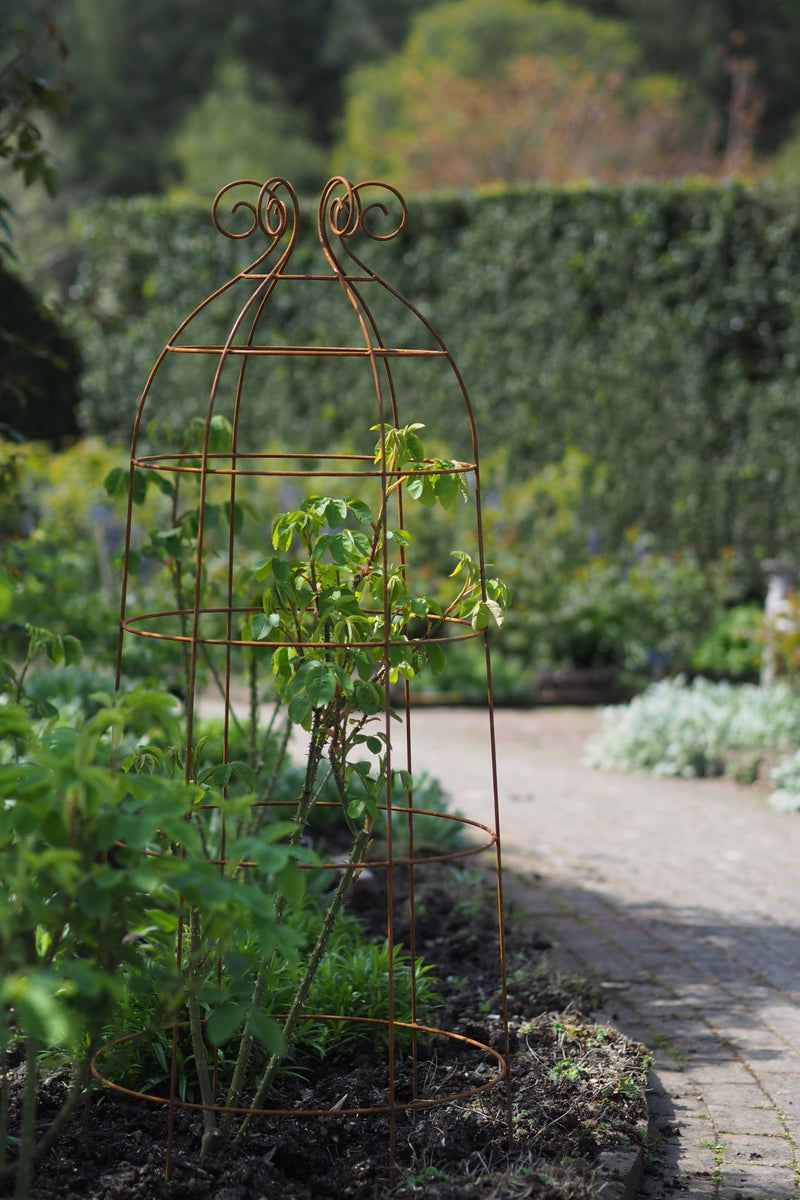 Rusty Major Major Lawrence Grande Plant Belle the grow through plant support ...